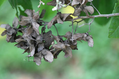Berrya javanica
